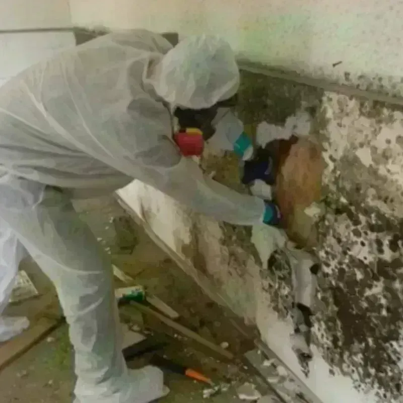 Mold Remediation and Removal in Prunedale, CA